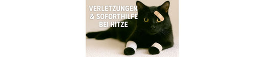 🐾 Wenn’s brennt, wird geschnurrt. Und geholfen.
