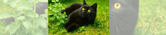 Katzenminze-Manie: Wenn wir Katzen vor Glück tanzen!