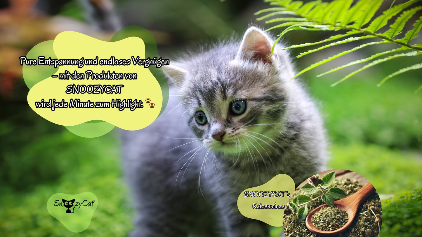 SNOOZYCAT® Nachfüllpads – Katzenminze – 100 % natürliche Kräuter – anregend & verspielt – 10 Stück