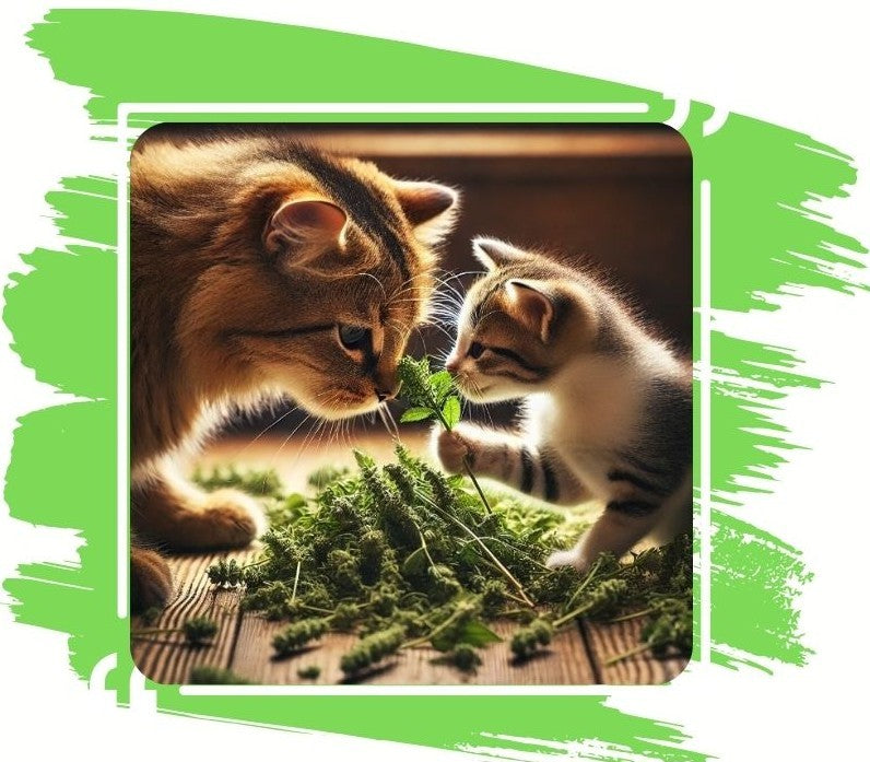 SNOOZYCAT® Nachfüllpads – Matatabi (Silvervine) & Katzenminze – 100 % natürliche Kräuter – spielanregend & ausgleichend – 10 Stück