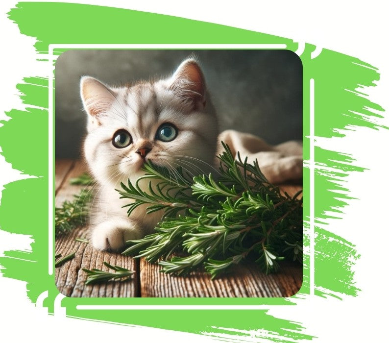 SNOOZYCAT® Nachfüllpads – Rosmarin & Katzenminze – 100 % natürliche Kräuter – aktivierend & fokussierend – 10 Stück