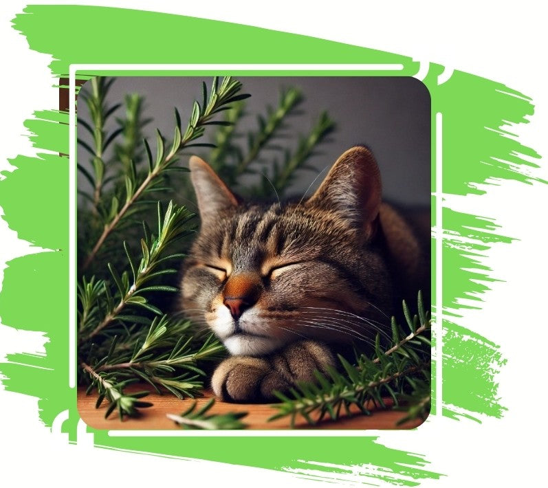 SNOOZYCAT® Nachfüllpads – Rosmarin & Katzenminze – 100 % natürliche Kräuter – aktivierend & fokussierend – 10 Stück