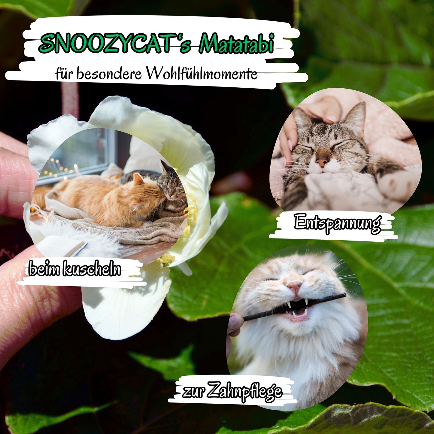 Katzenwohlfühlmomente mit SNOOZYCAT® Matatabi-Stick – natürliche Zahnpflege und Unterhaltung für Katzen, begleitet von einem weichen Kissen für Entspannung.“