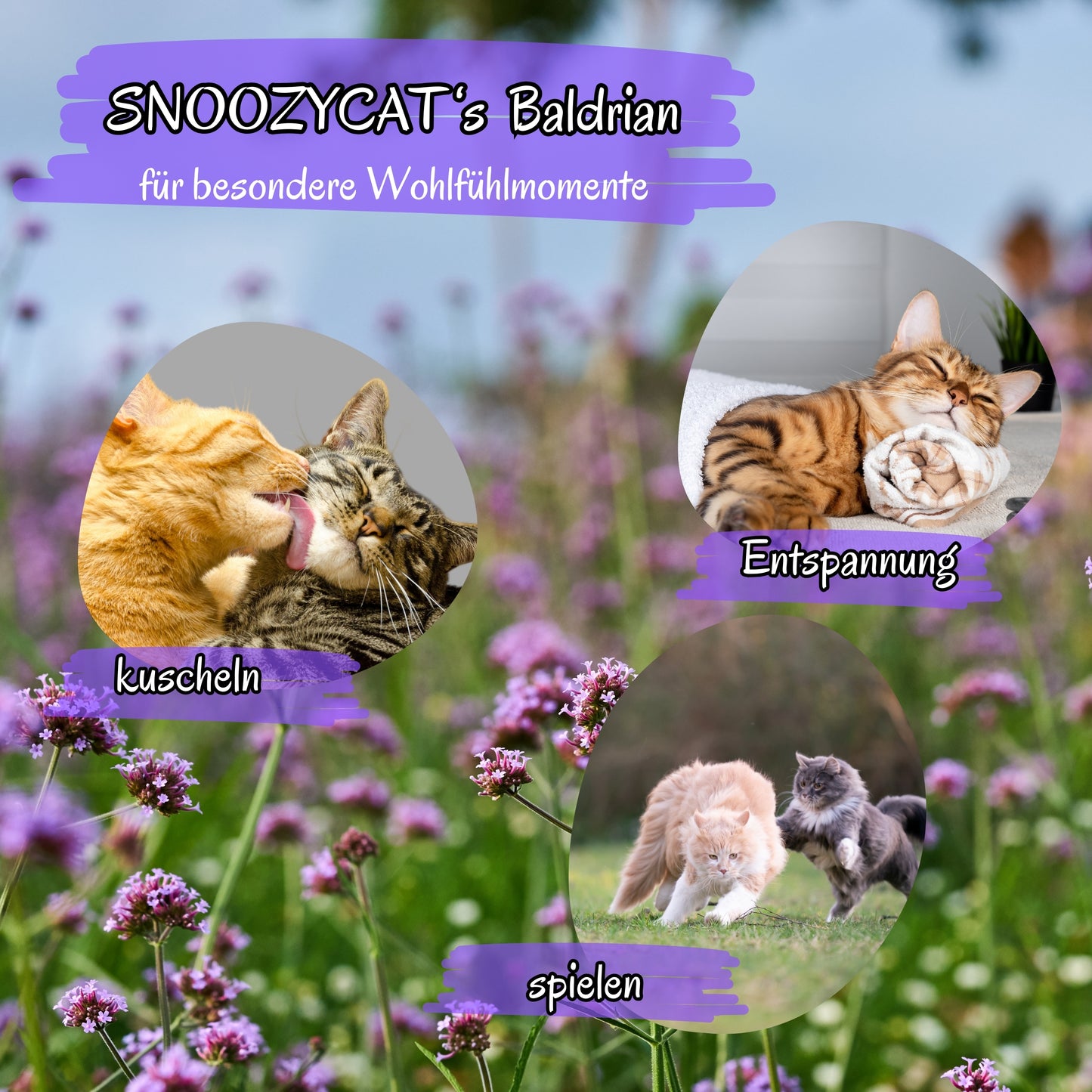 SNOOZYCAT® Baldrian – drei Katzen beim Kuscheln, Spielen und Entspannen – natürliche Wohlfühlmomente mit Baldrian-Nachfüllpads für Katzen – Hintergrund mit lila Blüten
