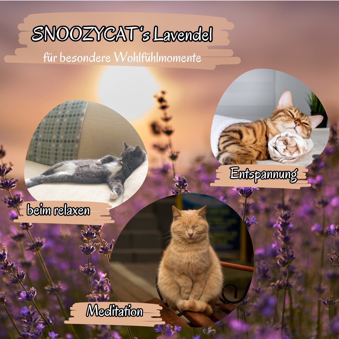 Drei entspannte Katzen in verschiedenen Wohlfühlmomenten mit Lavendel im Hintergrund. Text: SNOOZYCAT®’s Lavendel für besondere Wohlfühlmomente mit den Begriffen beim relaxen, Entspannung und Meditation.