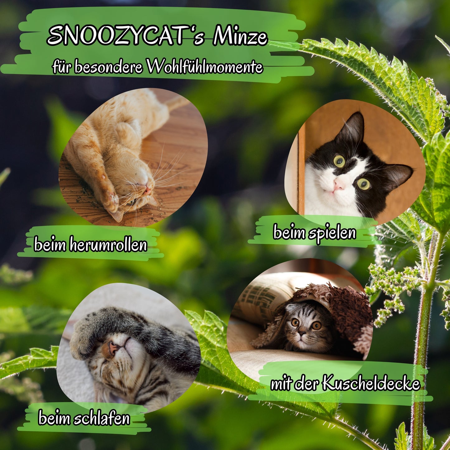 Katzen erleben mit SNOOZYCAT® Katzenminze besondere Wohlfühlmomente – beim Spielen, Entspannen und Kuscheln, in einer natürlichen Umgebung mit frischen Katzenminzeblättern im Hintergrund.