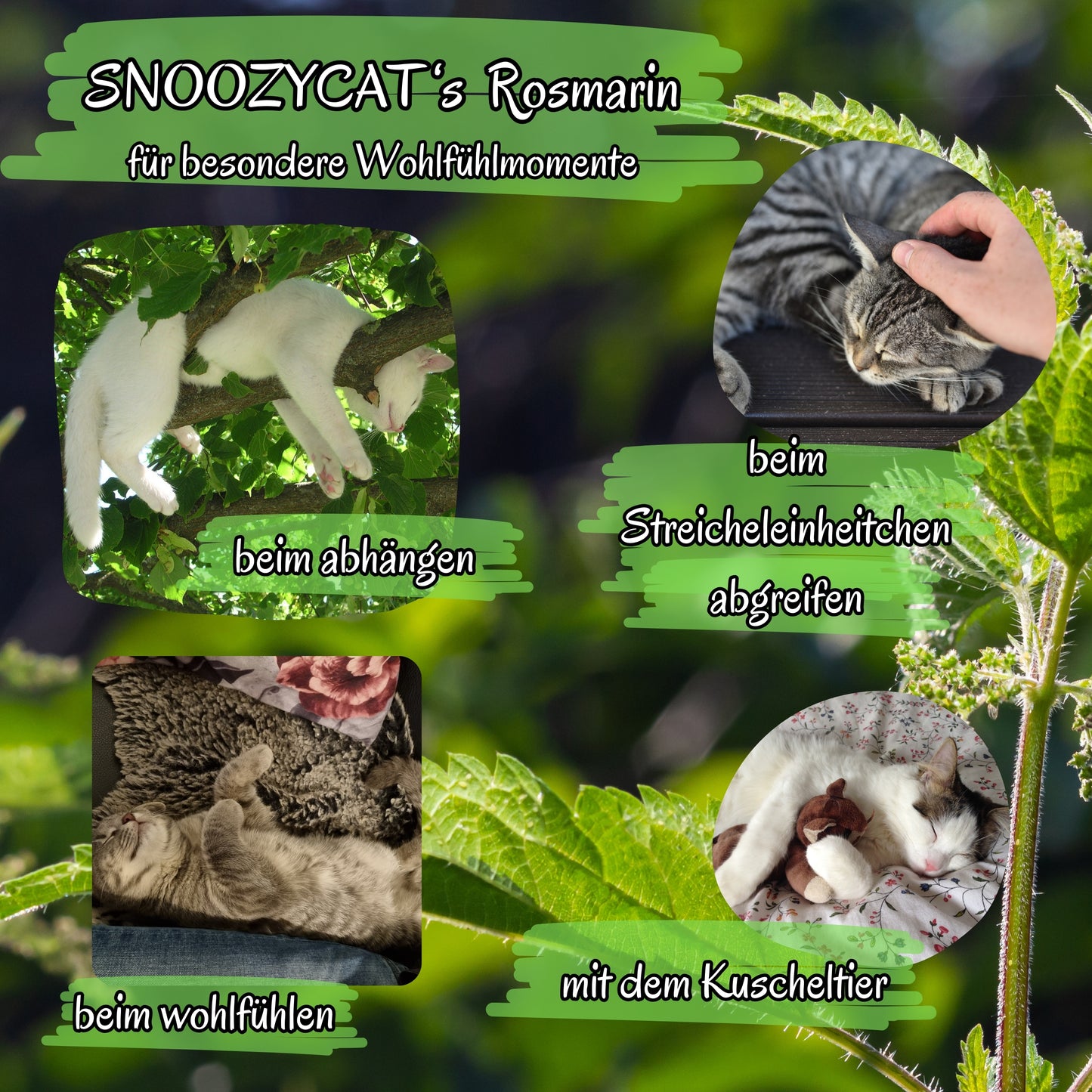 Collage mit vier Katzenfotos vor grünem Hintergrund. Oben links liegt eine weiße Katze entspannt auf einem Ast („beim abhängen“), oben rechts genießt eine graue Katze Streicheleinheiten („beim Streicheleinheiten abgreifen“), unten links liegt eine Katze auf dem Rücken („beim wohlfühlen“) und unten rechts kuschelt eine Katze mit einem Stofftier („mit dem Kuscheltier“). Darüber steht: „SNOOZYCAT’s Rosmarin – für besondere Wohlfühlmomente“.
