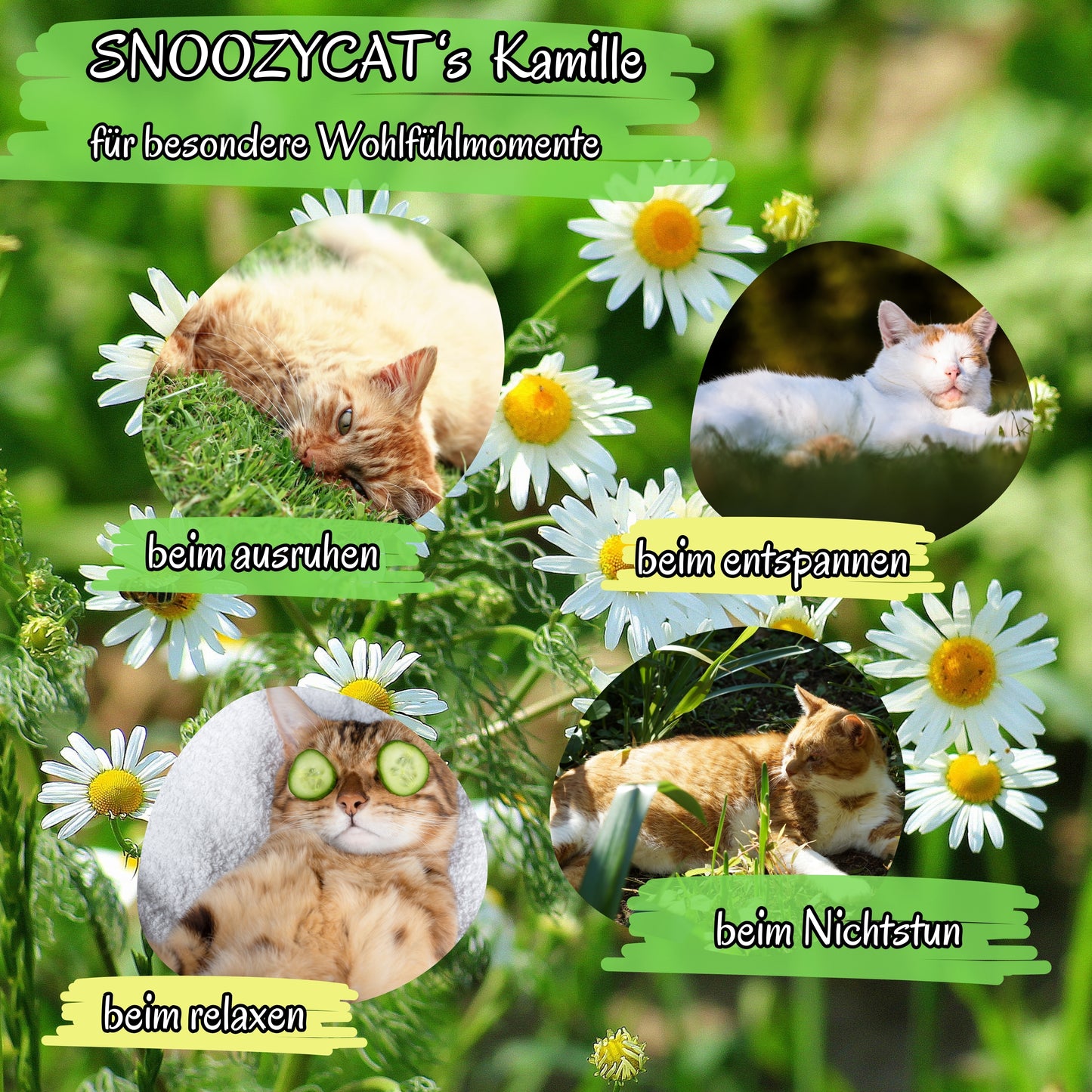 Katzen entspannen mit SNOOZYCAT® Kamille & Katzenminze – natürliche Kräuter für Wohlfühlmomente wie Abhängen, Streicheleinheiten und Nichtstun – umgeben von blühender Kamille