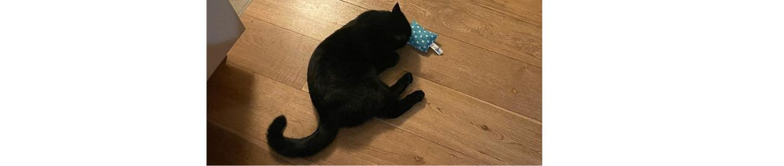 Kräuterkunde mit Bobbel
