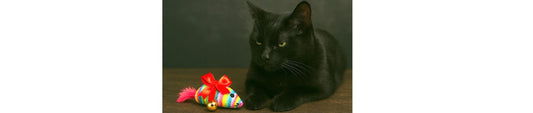 😾 Die Doppelmoral: Bio, vegan, umweltfreundlich – aber China-Spielzeug für die Katze?!