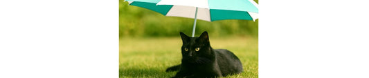 🐾Erste Hilfe bei Sommerhitze: Hitzeschlag & Warnzeichen bei Katzen
