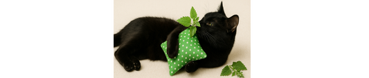 🐾 Katzenminze: Wirkung, Sicherheit & Top-Alternativen