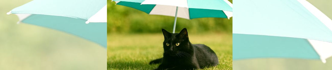 🐾Erste Hilfe bei Sommerhitze: Hitzeschlag & Warnzeichen bei Katzen