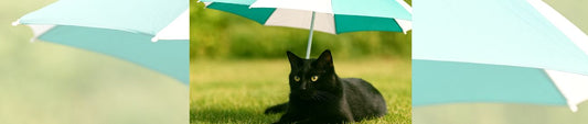 🐾Erste Hilfe bei Sommerhitze: Hitzeschlag & Warnzeichen bei Katzen
