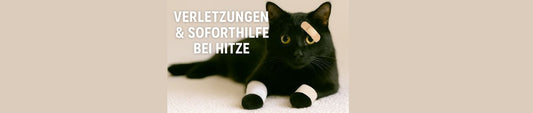 ☀️ Sommer, Sonne – Aua? Soforthilfe für verletzte Katzen bei Hitze!
