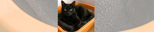 📚 3 DIY-Spielideen für deine Katze – frisch aus Bobbels Ideenkiste