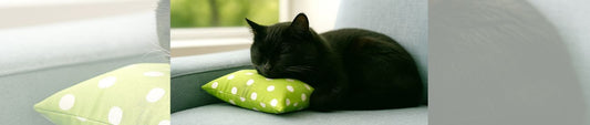 Alltagstipps für Katzenfreunde – Kleine Gesten, großes Glück