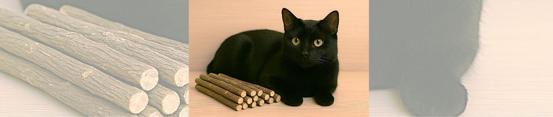 ✨ Matatabi-Magie: Der geheime Zauberstab für deine Katze