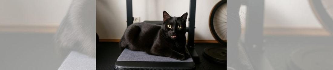 🐾 Tipps für gesunde Katzen – so bleibt deine Samtpfote fit und fröhlich