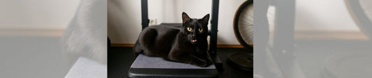 🐾 Tipps für gesunde Katzen – so bleibt deine Samtpfote fit und fröhlich