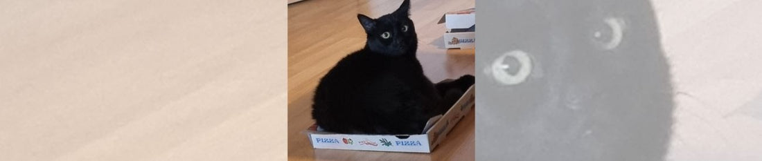 🐾 Bobbels Snack-Ecke