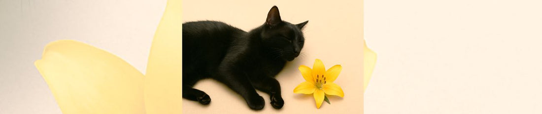 🌿 Pflanzengift? Pfoten weg! – Gefährliche Pflanzen für Katzen