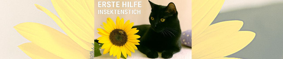 Zeckenalarm & Insektenstiche: So schützt du deine Katze im Sommer 🐝🌿