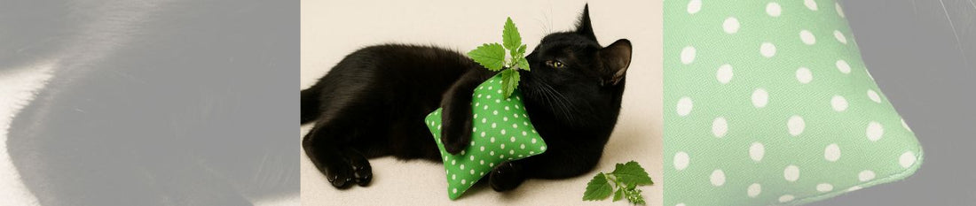 🐾 Katzenminze: Wirkung, Sicherheit & Top-Alternativen
