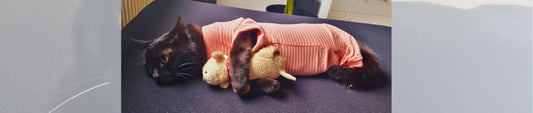 Mein Weg mit Juckreiz und Hautproblemen, Eosinophilem Granulom-Komplex und wie ich wieder glücklich wurde