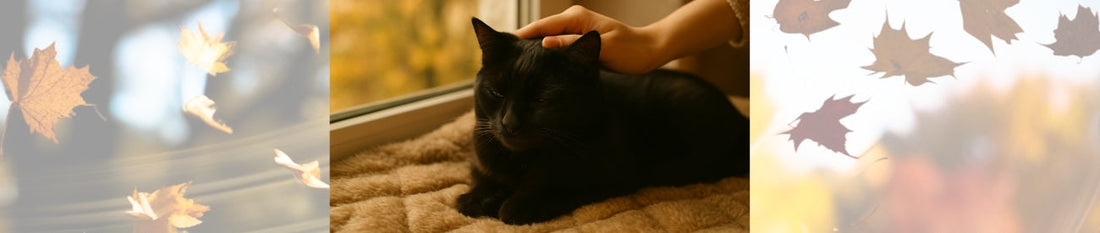 Schwarze Katze Bobbel liegt müde am Fenster, warmes Herbstlicht, sanfte Hand streichelt sie.