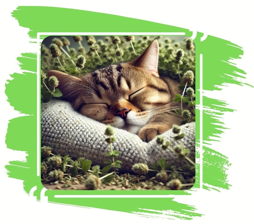 SNOOZYCAT® 4 Katzenminze-Kissen – nachfüllbar & waschbar – mit 4 Nachfüllpads – 100 % natürliche Katzenminze – OEKO-TEX® Baumwolle – Made in Germany